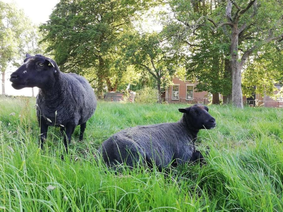 'T Winkeltje - Vakantiehuisje Op Boerderij Huize Blokland Hem Kültér fotó