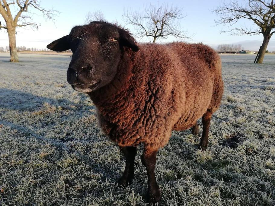 'T Winkeltje - Vakantiehuisje Op Boerderij Huize Blokland Hem Kültér fotó