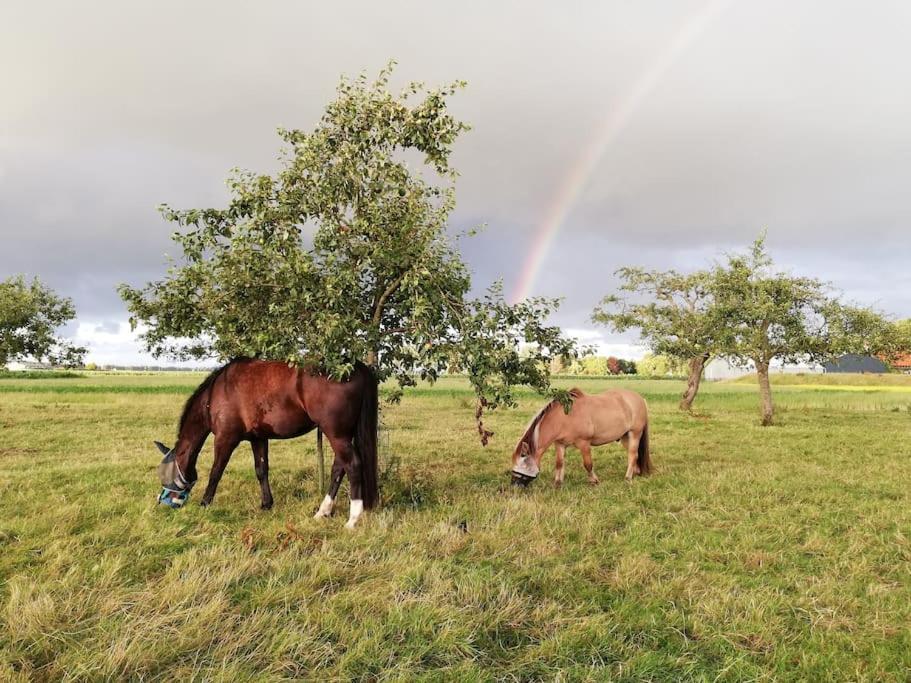 'T Winkeltje - Vakantiehuisje Op Boerderij Huize Blokland Hem Kültér fotó
